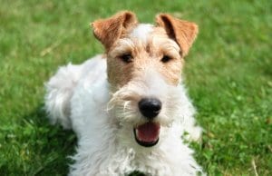 Wire Fox Terrier selfie!Photo by: AHLNhttps://creativecommons.org/licenses/by/2.0/