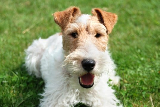 Wire Fox Terrier selfie!Photo by: AHLNhttps://creativecommons.org/licenses/by/2.0/