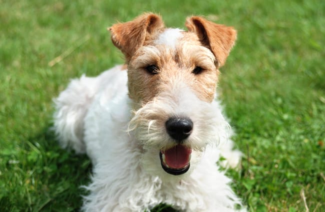 Wire Fox Terrier - Description, Energy Level, Health, and Interesting Facts