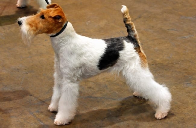 Beautiful Wire Fox Terrier outside the show ring Photo by: State Farm https://creativecommons.org/licenses/by/2.0/
