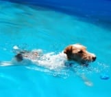 Wire Fox Terrier Swimming In The Family Pool Photo By: Kevin Jones Https://Creativecommons.org/Licenses/By/2.0/