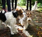 Wire Fox Terriers On A Walk Through The Park Photo By: Ahln Https://Creativecommons.org/Licenses/By/2.0/