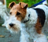 Wire Fox Terrier Ready For An Adventure Photo By: Ahln Https://Creativecommons.org/Licenses/By/2.0/