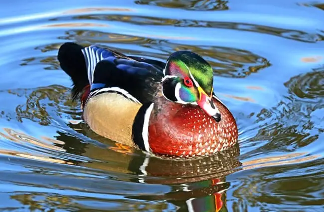 Male Wood Duck swimming in calm waters