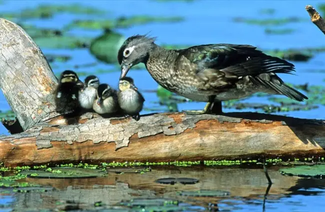 Mother Wood Duck caring for her chicks. Baby wood ducks.