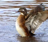 Female Wood Duck Settling Onto The Water