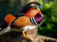 Closeup of the stunningly colorful Wood Duck