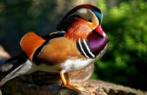 Closeup of the stunningly colorful Wood Duck