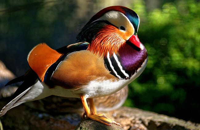Various Colors Wood Duck Calls 