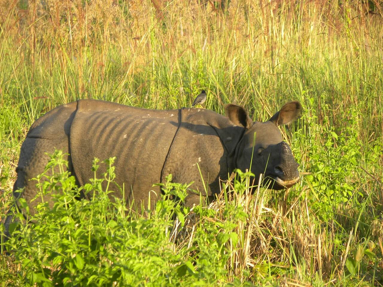 https://pixabay.com/photos/a-sub-adult-male-indian-rhino-2126021/