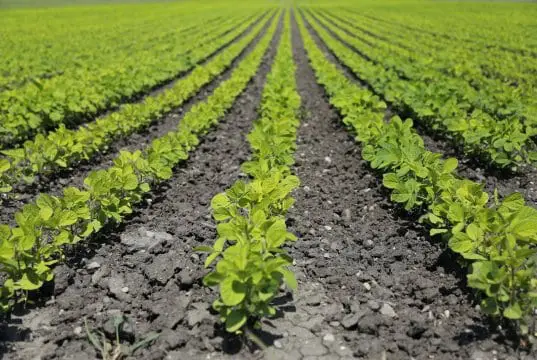 https://pixabay.com/photos/agriculture-field-food-farm-bauer-1646560/