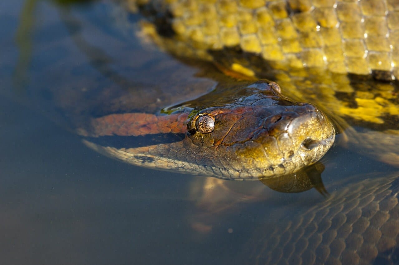 https://pixabay.com/photos/anaconda-reptile-snake-head-eye-600096/