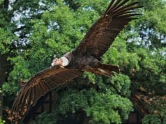 https://pixabay.com/photos/andean-condor-condor-raptor-bird-3539312/