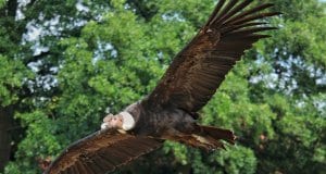 https://pixabay.com/photos/andean-condor-condor-raptor-bird-3539312/