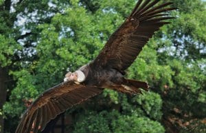 https://pixabay.com/photos/andean-condor-condor-raptor-bird-3539312/