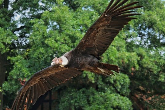 https://pixabay.com/photos/andean-condor-condor-raptor-bird-3539312/