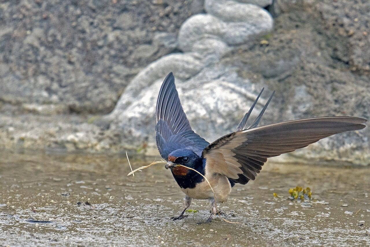 https://pixabay.com/photos/barn-swallow-schwalbe-songbird-bird-3511842/