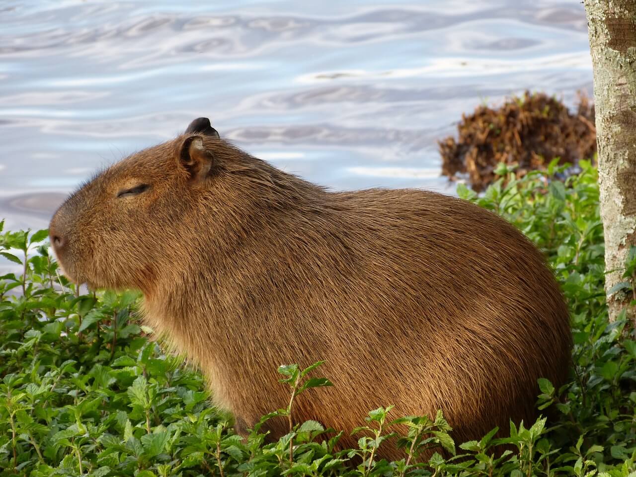 https://pixabay.com/photos/capybara-nature-animal-puppy-977101/