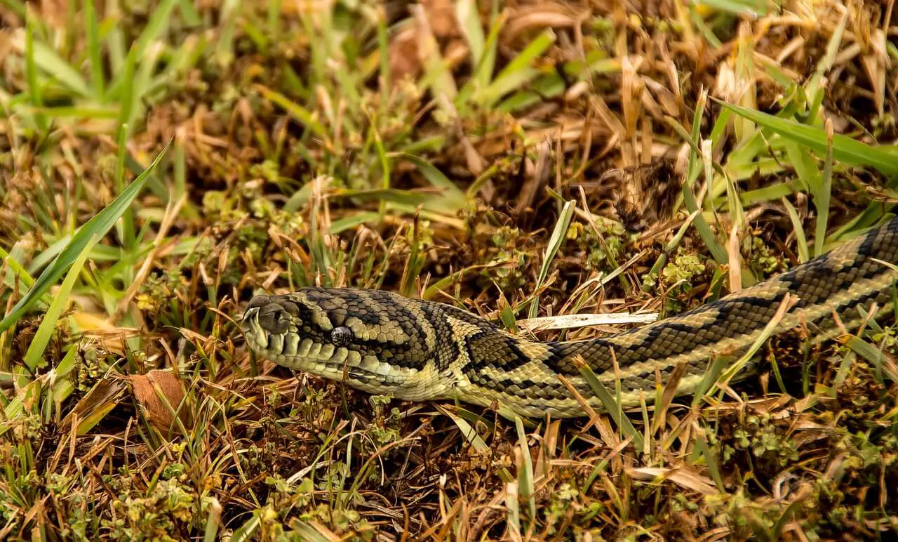 https://pixabay.com/photos/carpet-python-snake-python-head-3989315/