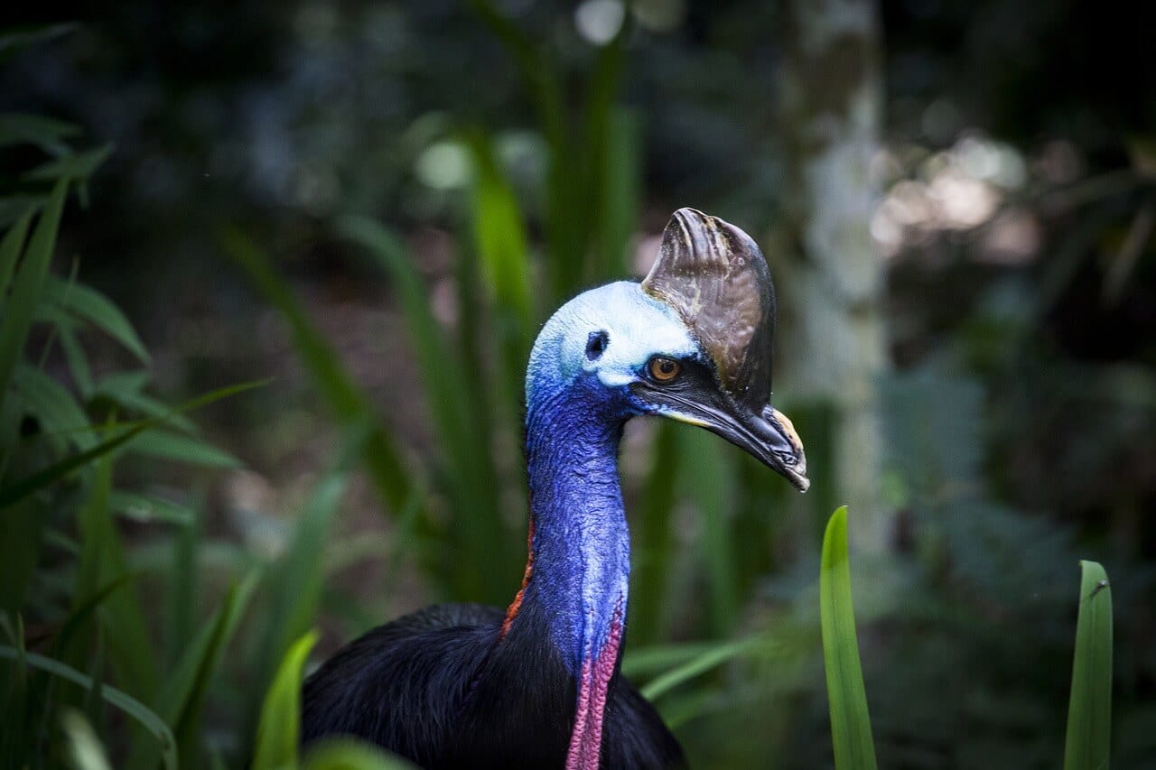 https://pixabay.com/photos/cassowary-flightless-bird-bird-1589159/