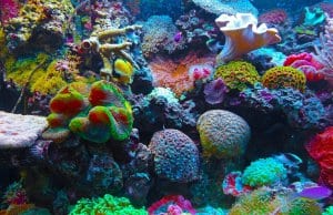https://pixabay.com/photos/coral-coral-reef-reef-sea-567688/