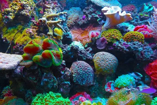 https://pixabay.com/photos/coral-coral-reef-reef-sea-567688/