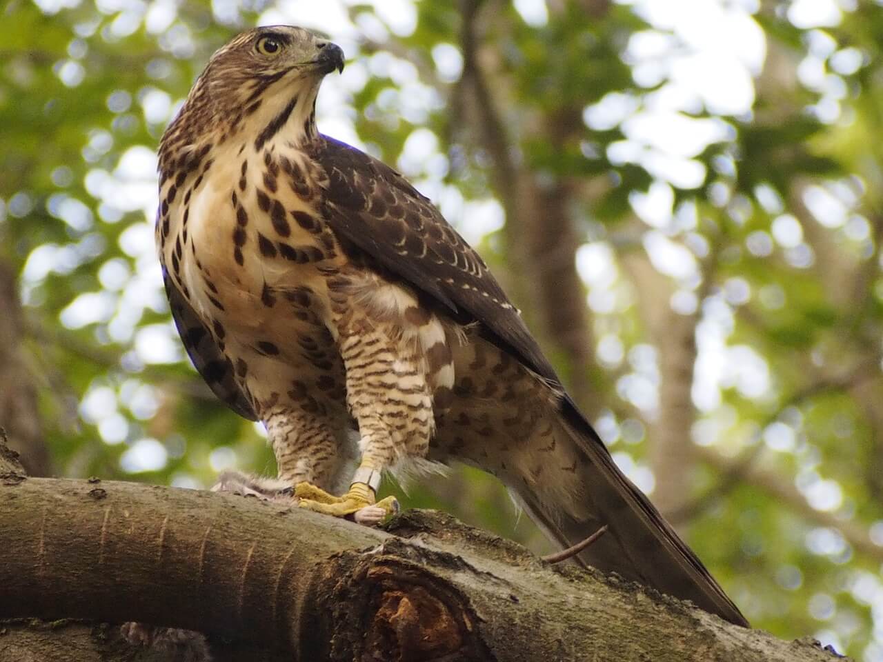 https://pixabay.com/photos/crested-goshawk-raptor-912745/