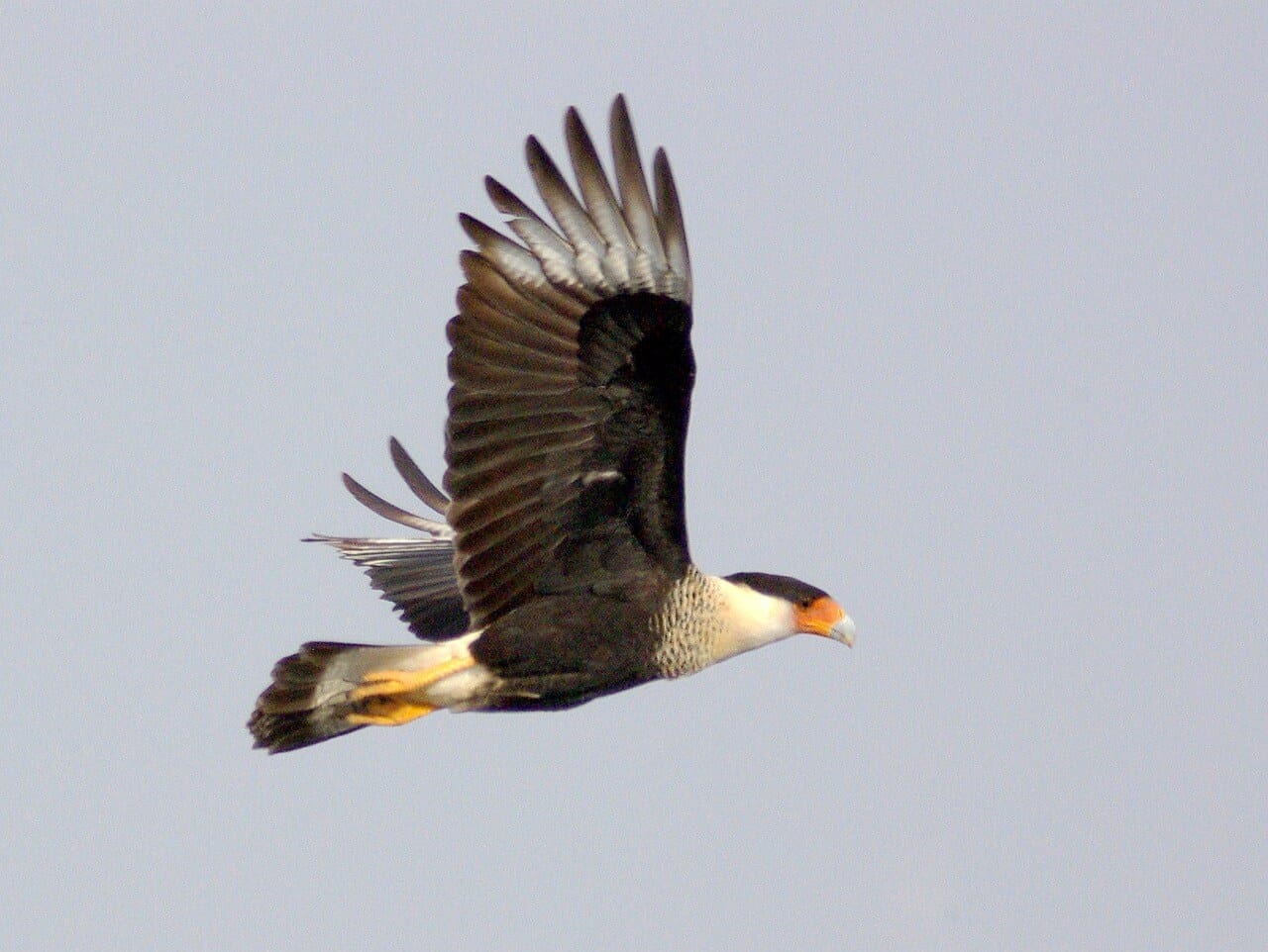 https://pixabay.com/photos/crested-caracara-bird-flying-wild-2077698/