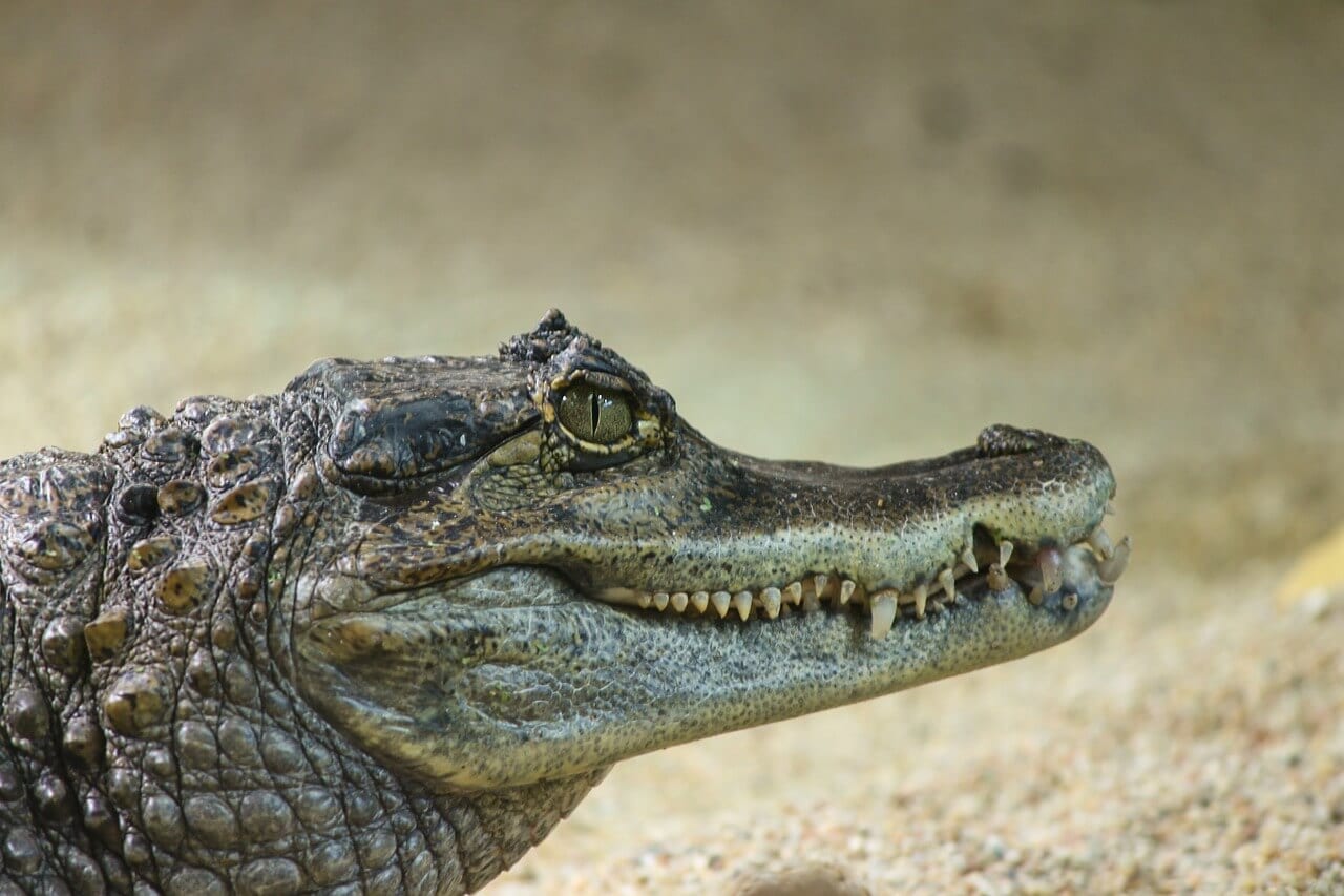 https://pixabay.com/photos/crocodile-cayman-islands-3828106/