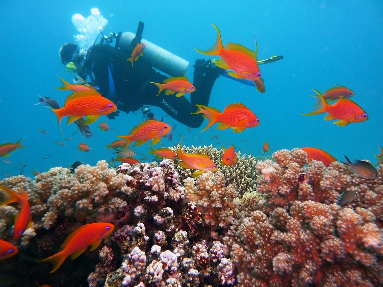 https://pixabay.com/illustrations/diving-underwater-water-divers-1808717/