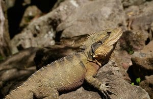 https://pixabay.com/photos/eastern-water-dragon-lizard-reptile-446871/