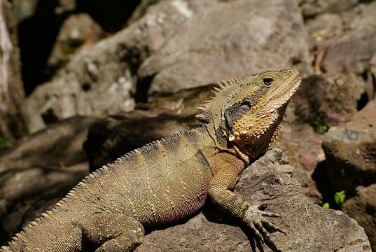 https://pixabay.com/photos/eastern-water-dragon-lizard-reptile-446871/