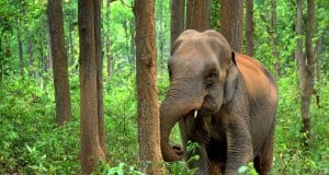 https://pixabay.com/photos/elephant-indian-design-animal-2405757/
