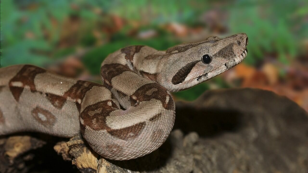 https://pixabay.com/photos/emperor-snake-boa-snake-501569/