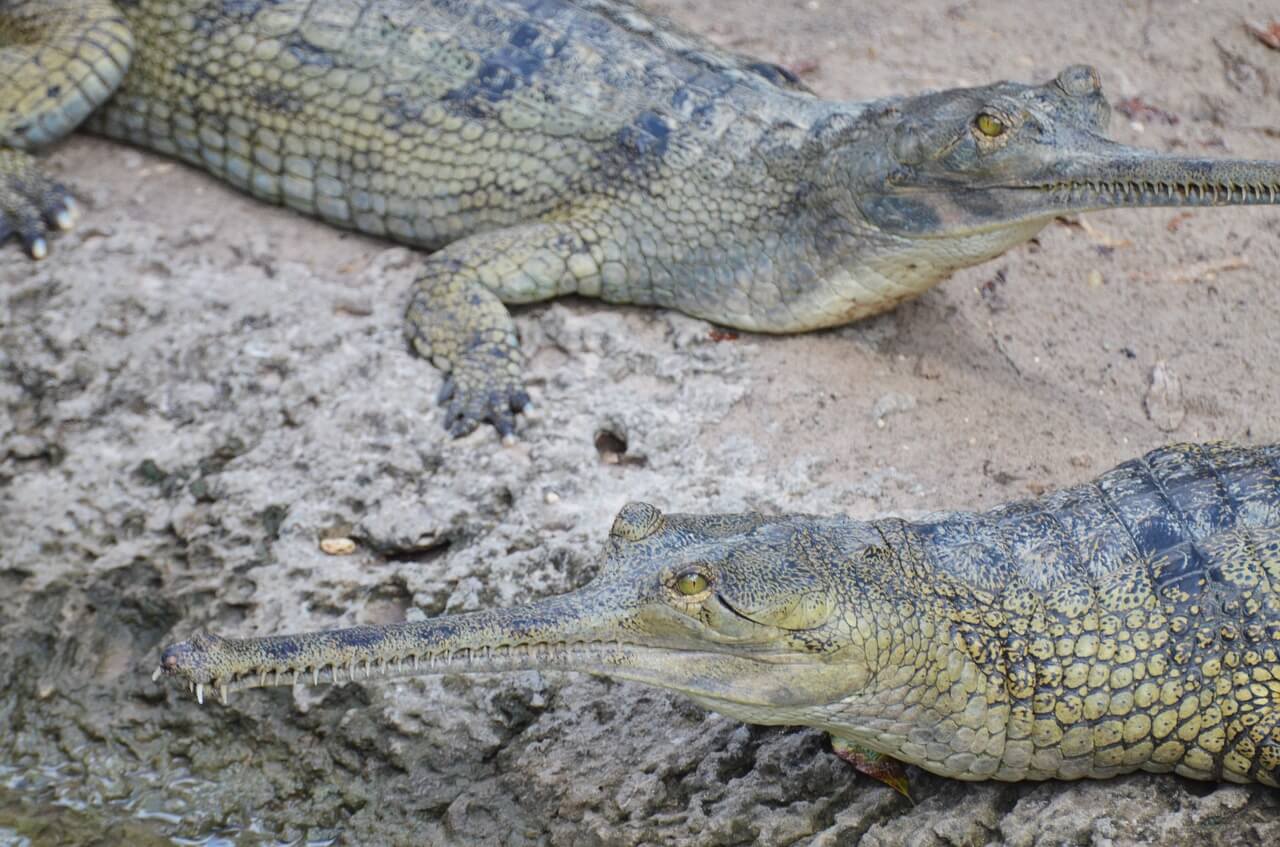 https://pixabay.com/photos/gharial-crocodile-reptile-ganges-1438473/