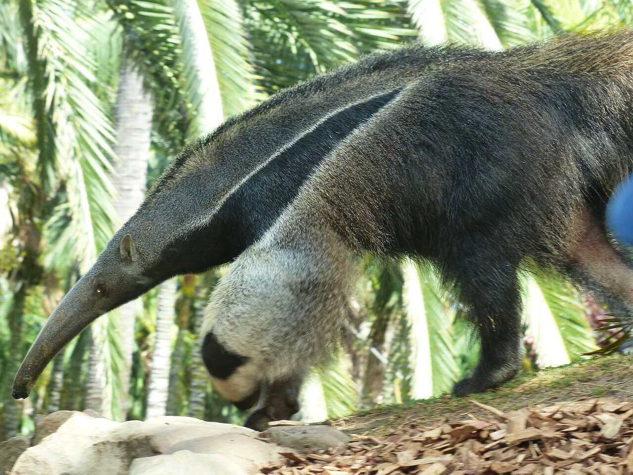 https://pixabay.com/photos/giant-anteater-animal-406712/