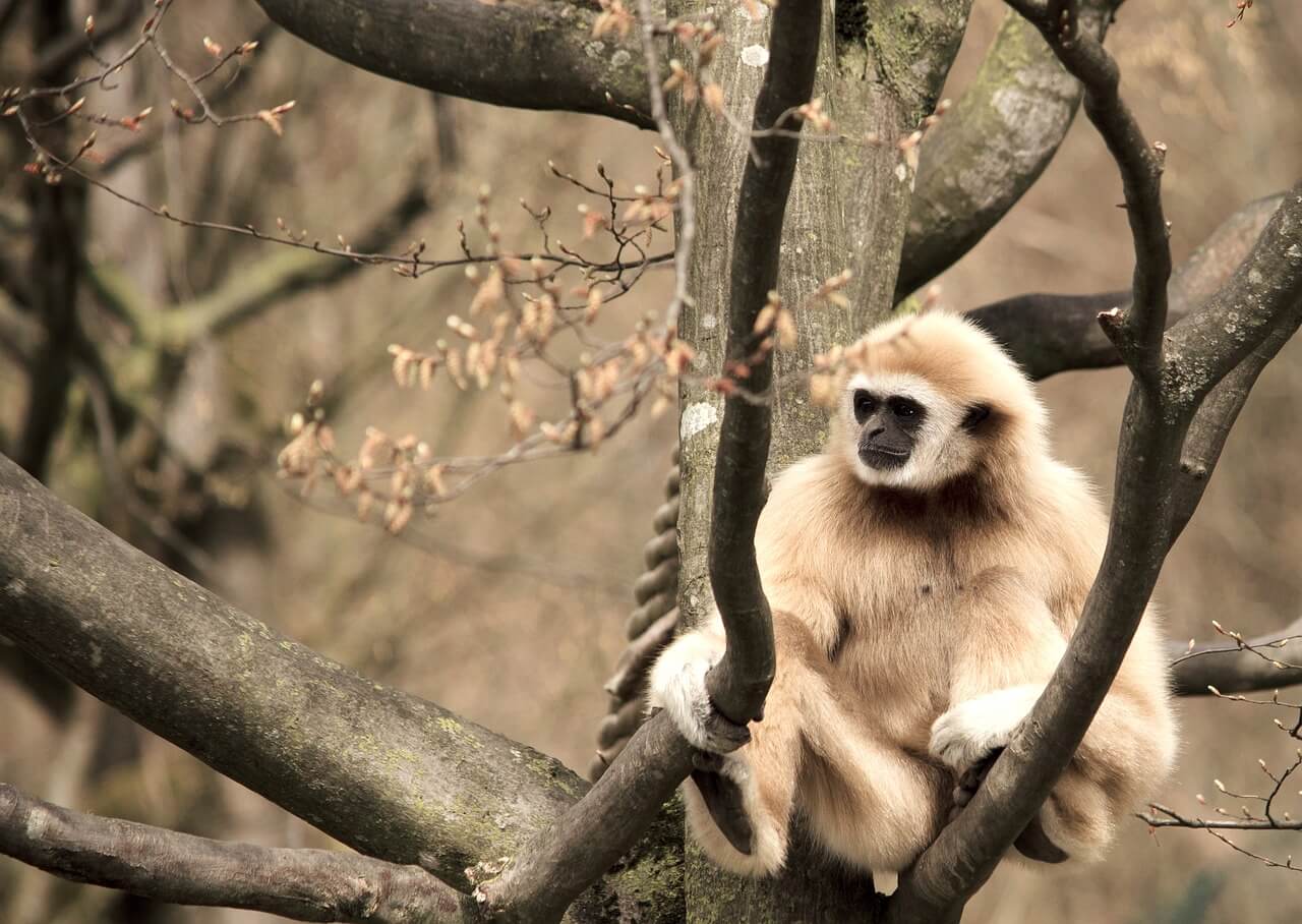 https://pixabay.com/photos/gibbon-white-handed-gibbon-primate-1924080/