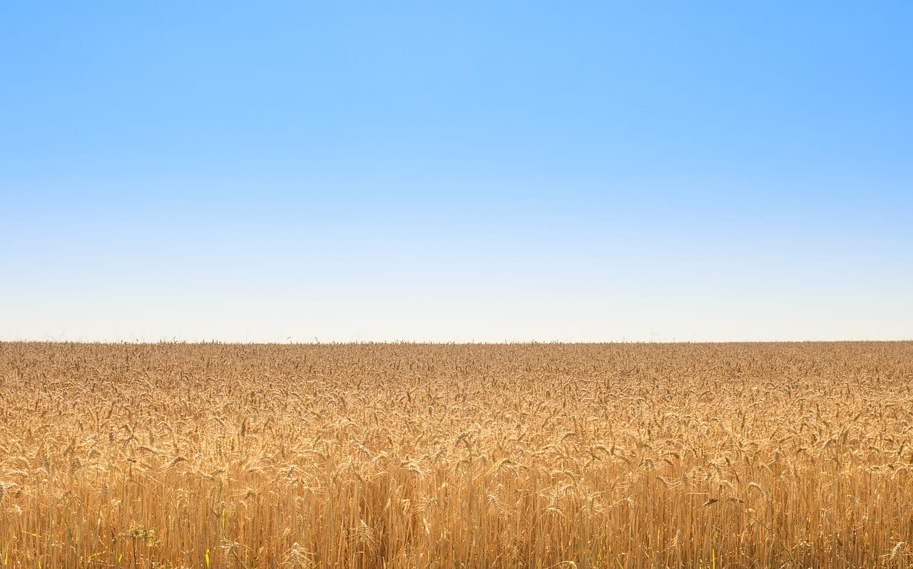 https://pixabay.com/photos/golden-field-wheat-blue-sky-nature-2227661/