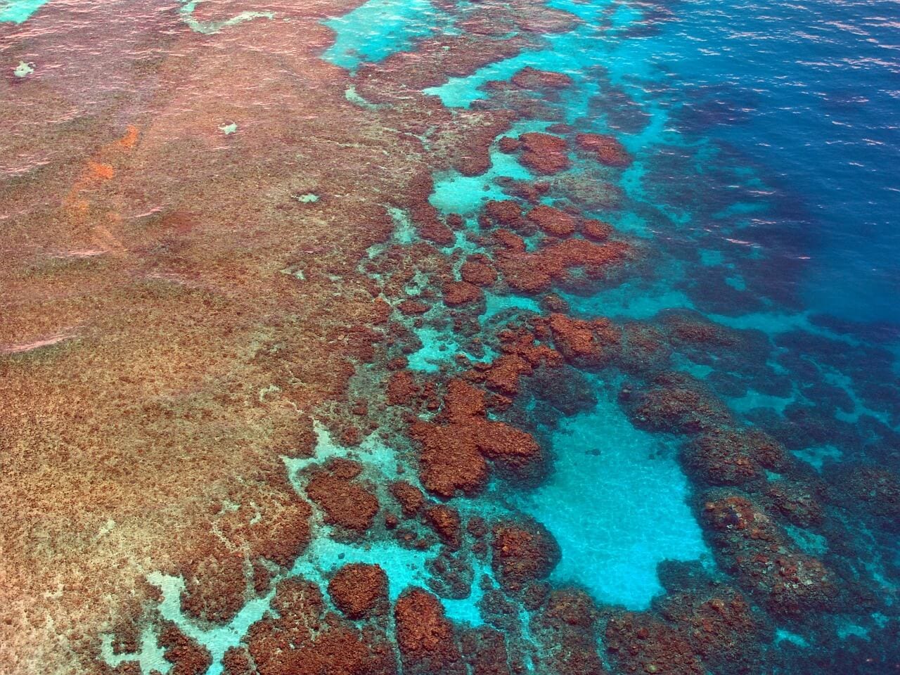 https://pixabay.com/photos/great-barrier-reef-diving-coral-261726/