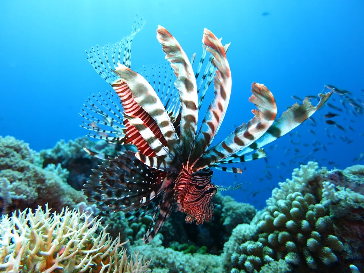 https://pixabay.com/photos/lionfish-scuba-diving-underwater-1430225/