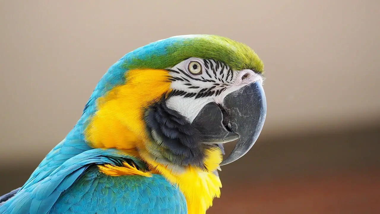 https://pixabay.com/photos/macaw-blue-yellow-bird-beak-1416388/
