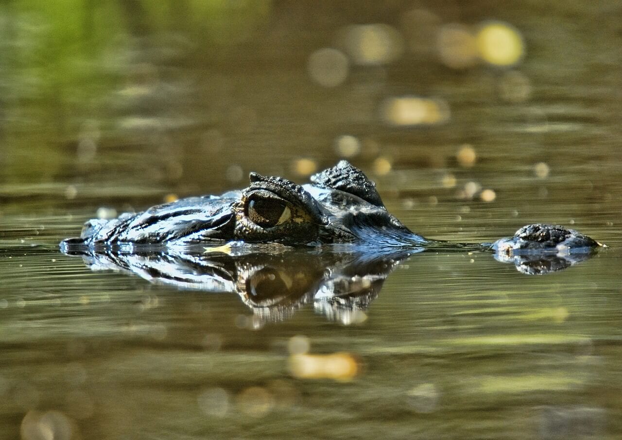 https://pixabay.com/photos/orinoco-crocodile-reptile-venezuela-609166/