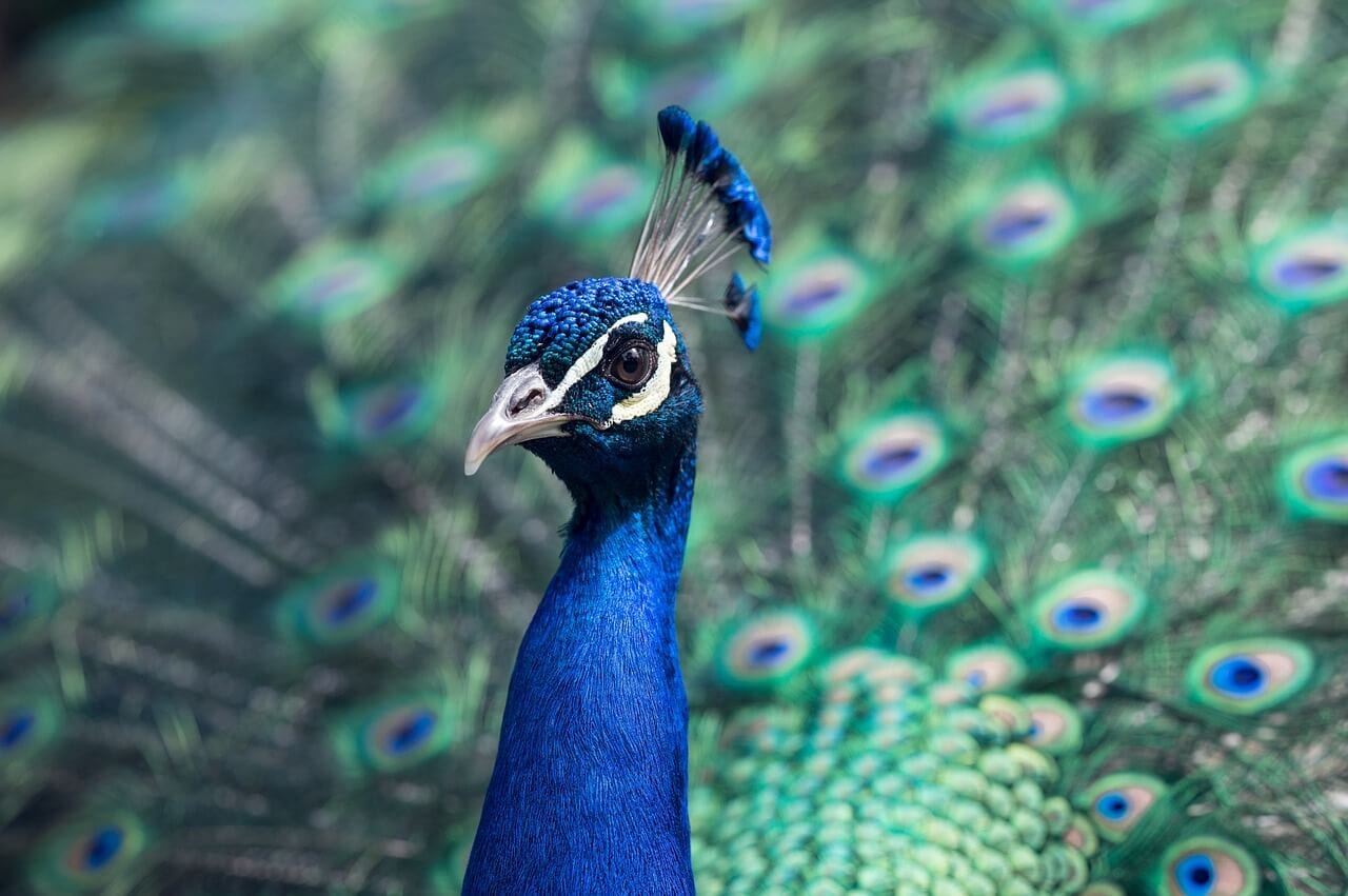 https://pixabay.com/photos/peacock-bird-pride-wildlife-1209474/