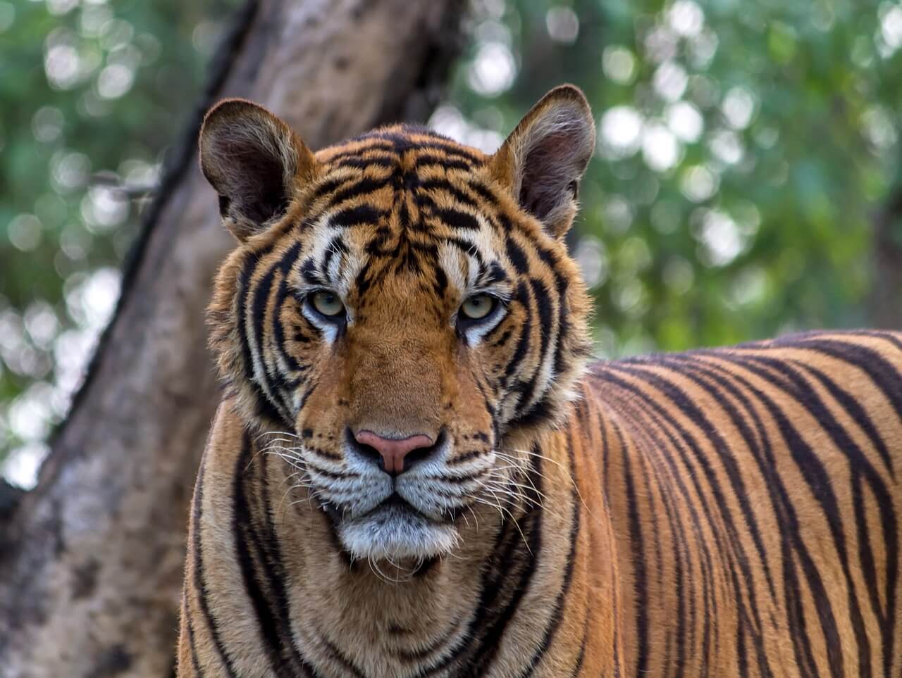 https://pixabay.com/photos/tiger-animals-pretty-bengal-1822537/