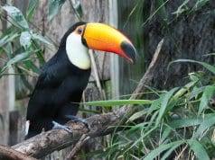 https://pixabay.com/photos/toucan-bird-jungle-zoo-exotic-281491/
