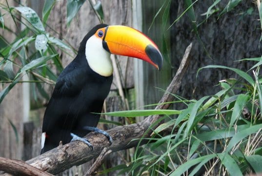 https://pixabay.com/photos/toucan-bird-jungle-zoo-exotic-281491/