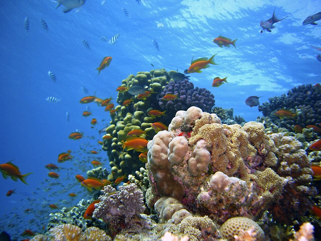 https://pixabay.com/photos/underwater-reef-diving-1656618/