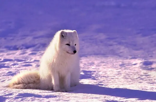 Arctic Wolf pup in the long shadows of the day Photo by: Pexels, Pixabay https://pixabay.com/users/pexels-2286921/