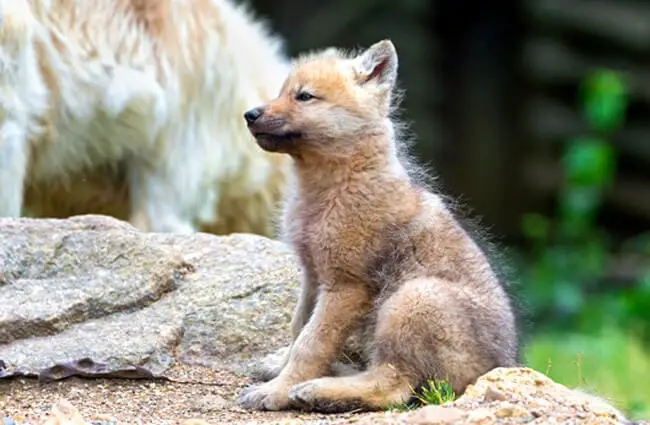 Arctic Wolf pup Photo by: Tambako The Jaguar https://creativecommons.org/licenses/by-nd/2.0/