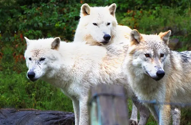 A trio of Arctic Wolves just hanging out Photo by: Matt Lancashire https://creativecommons.org/licenses/by-nd/2.0/